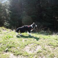 Military Road dog walk Northbound A83, Scotland - Dog walk with snack van