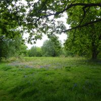 The Old Racecourse dog walk near Oswestry, Shropshire - Dog walk near Oswestry