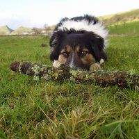 Jem, the walkies tester at www.DrivingwithDogs.co.uk