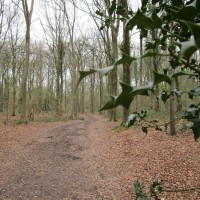 Eartham Woods dog walk near Chichester, West Sussex - Sussex dog-friendly pubs with dog walks.JPG