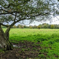 Marbury dog walks near Comberbach, Cheshire - IMG_20191012_144907.jpg