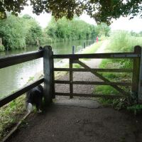 A dog walk on the Thames Path, Oxfordshire - Oxfordshire dog walks