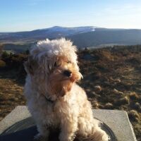 A93 dog walk near Banchory, Scotland - Dog walks in Scotland