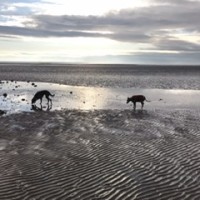 Powfoot Beach - dog-friendly, Scotland - 99137585-112D-43B1-9135-369AB13E4243.jpeg