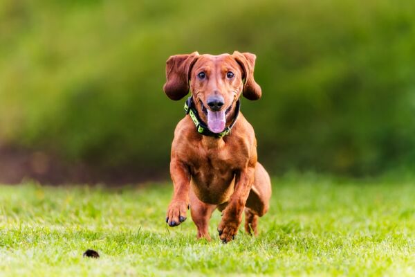 Best secure dog fields near M3 and A3 and A303 routes from London to ...