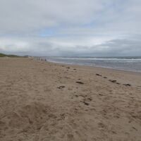 Lovely long dog-friendly beach, Northumberland - Dog-friendly beach in Northumberland
