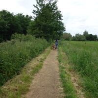 A dog walk on the Thames Path, Oxfordshire - Oxfordshire dog walks