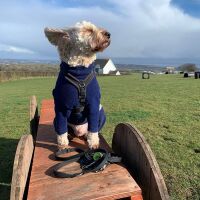 Secure dog walking field near M4 Jct 28, Wales - Bassaleg.jpg