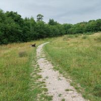Doe Hill Country Park, Derbyshire - Dog walk in Derbyshire