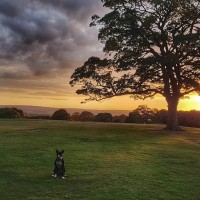 Sheffield dogwalking - Graves Park, Yorkshire - 40382392_10155372342126330_5210603922065981440_n.jpg