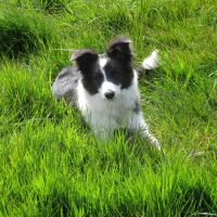 Country park dog walk near Corby, Northamptonshire - Dog walks in Northamptonshire