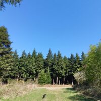 A3 country park dog walk and dog-friendly pub, Hampshire - qepark1.jpg