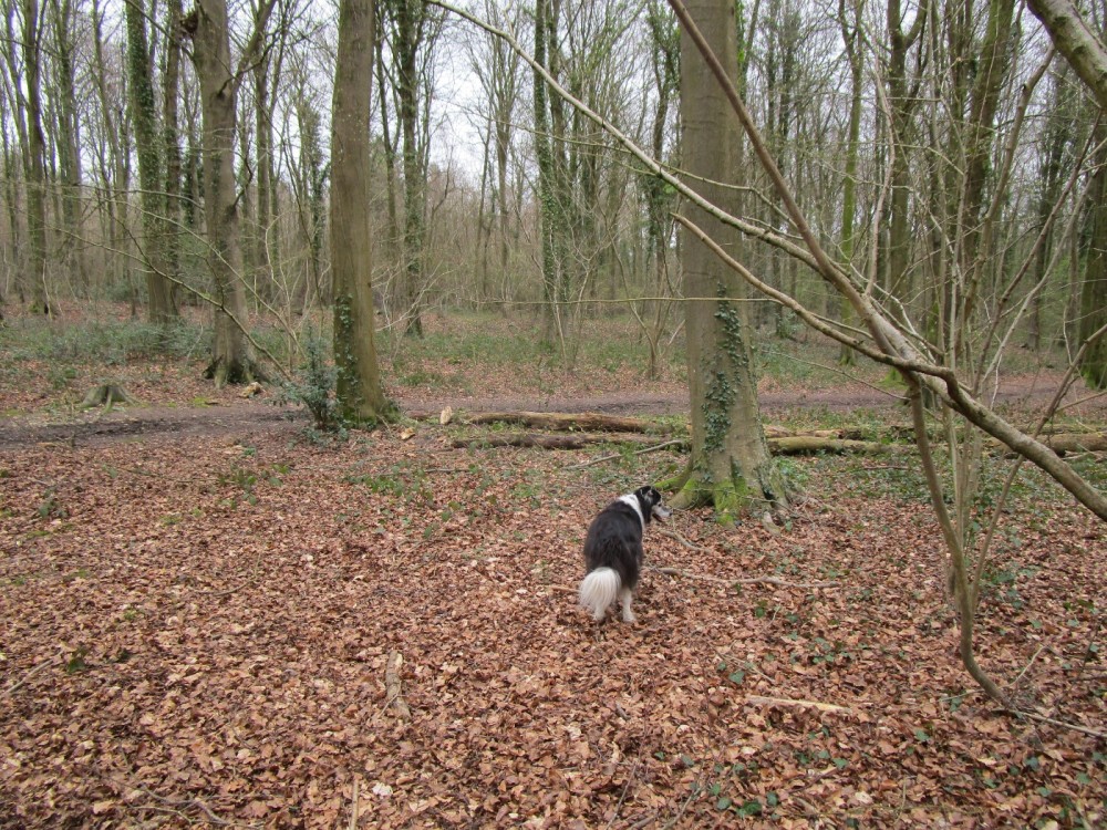 dog pub walks near me