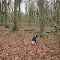 Eartham Woods dog walk near Chichester, West Sussex - Sussex dog-friendly pubs with dog walks.JPG