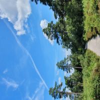 Black Down dog walk - National Trust, West Sussex - Sussex dog walking places.jpg