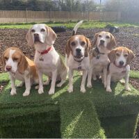 Zoomies Zone Dog Adventure Park, Wales - BEAGLES ON PODIUM.jpg