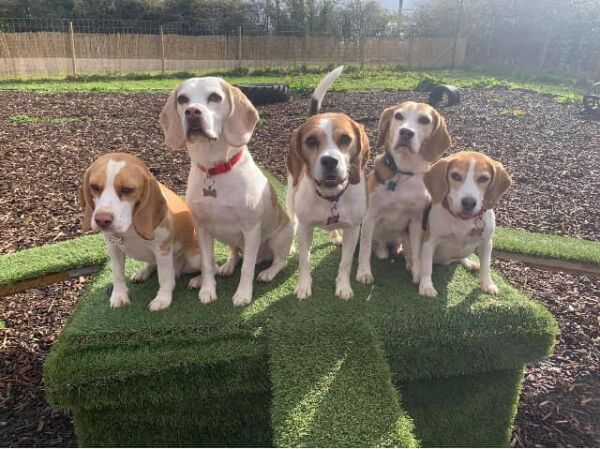 BEAGLES ON PODIUM.jpg