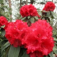Elegant landscaped park dog walks and cafe, Norfolk - Norfolk dog walks and beaches.JPG