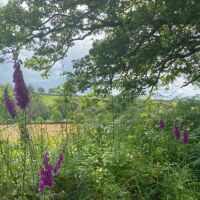 Riverside dog walk and dog-friendly inn, Devon - Devon dog walk
