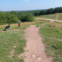 Silverhill Wood dog walks, Nottinghamshire - Dog walk in Nottinghamshire