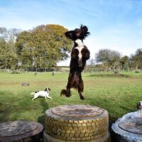 Zoomies Zone Dog Adventure Park, Wales - jumping dog.jpg
