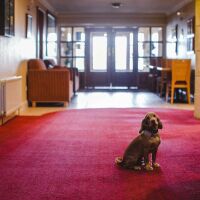 Portrush dog-friendly pub and dog walk, NI - Dog-friendly hotel and dog walk in Northern Ireland