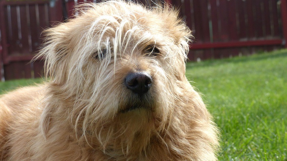 Can you afford NOT to buy petmeds online?
