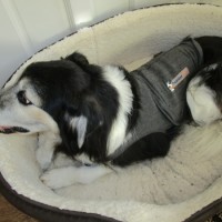 Jem in Thundershirt.jpg