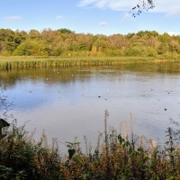 Marbury dog walks near Comberbach, Cheshire - IMG_20191012_133815.jpg
