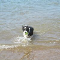 A149 Hunstanton dog-friendly B&B near the beach, Norfolk - Norfolk coast dog-friendly B&B near the beach.JPG