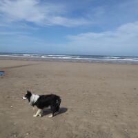 Hunmanby Gap dog-friendly beach, North Yorkshire - Yorkshire dog-friendly beaches and dog walks