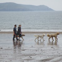 Freshwater East dog-friendly beach Pembrokeshire, Wales - Dog walks in Wales