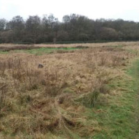Just off the A50, beautiful pool, meadow, and option for long dog walks, Leicestershire - FC9788B1-B875-4756-9CC2-8E9B8EF2A94F.jpeg