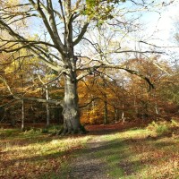 Great Wood dog walk, Hertfordshire - Dog walks in Hertfordshire