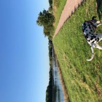 Circular dog walk in Banbury, Oxfordshire - Dog walk near Banbury.jpeg