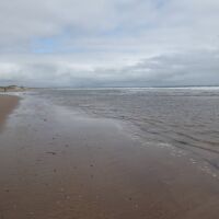 Lovely long dog-friendly beach, Northumberland - Dog-friendly beach in Northumberland