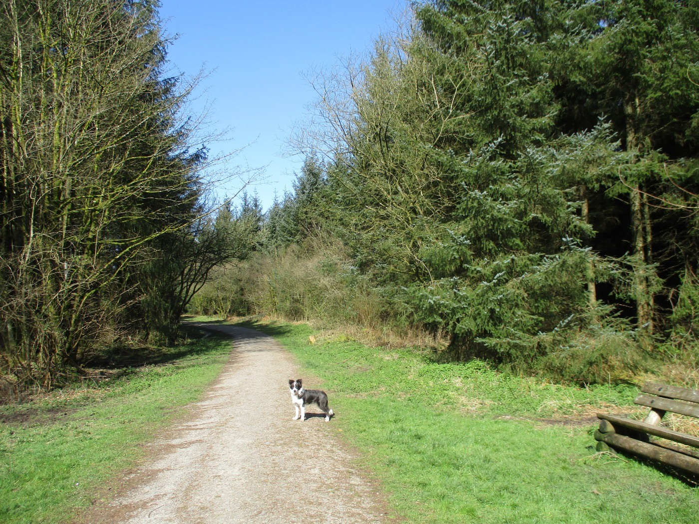 Woodland dog walk and history, Somerset Driving with Dogs