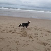 Lovely long dog-friendly beach, Northumberland - Dog-friendly beach in Northumberland